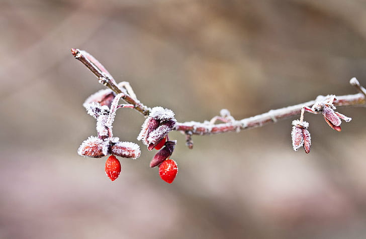 selective photo of snowed red fruit tree, frosty, seeds, winter, HD wallpaper