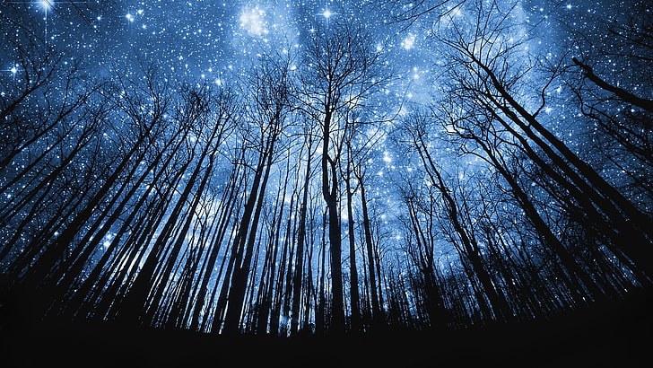 silhouette trees, stars, night, space, forest, digital art, space art