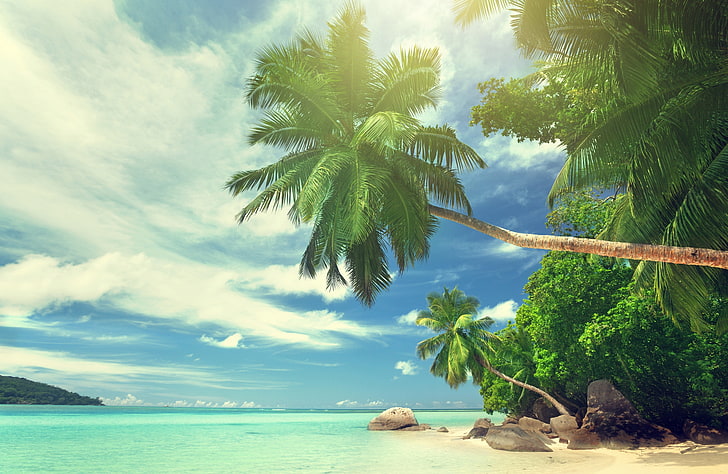 Coconut tree, landscape, water, tropical, palm trees, beach, sky, HD wallpaper