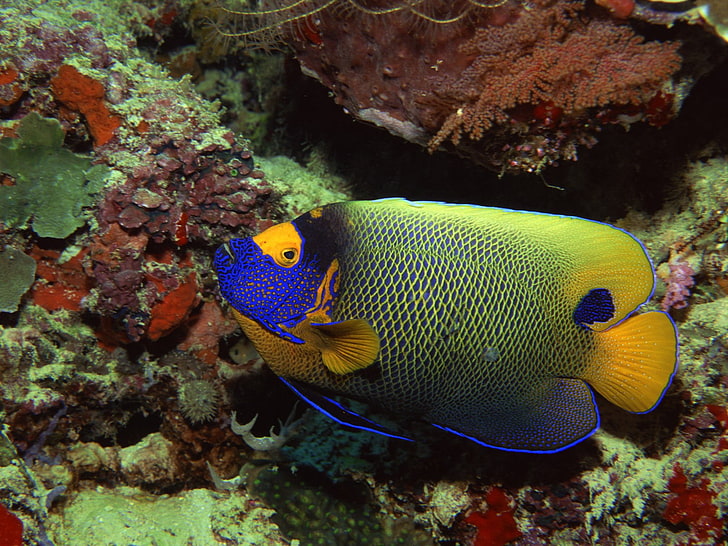 yellow and blue fish in fish tank, underwater, sea, colorful