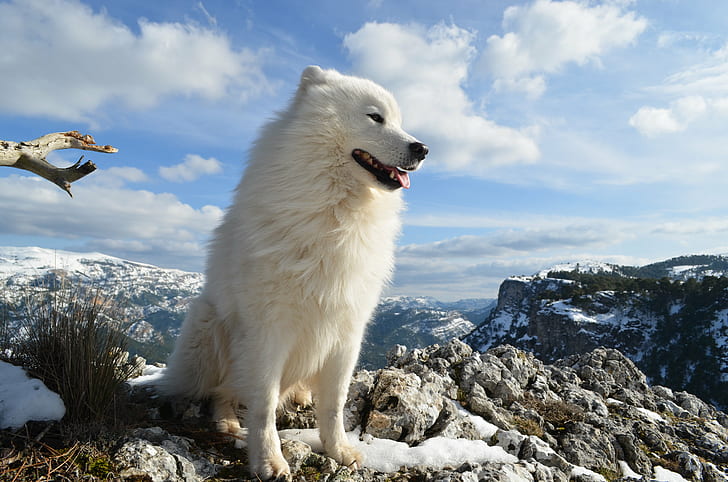long-coated white dog on mountain during daytime, animal, nature, HD wallpaper