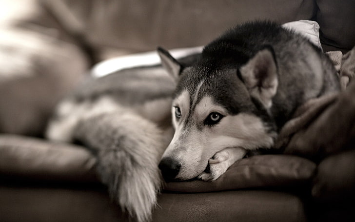 silver and white Siberian Husky, dog, sofa, pets, sled Dog, animal