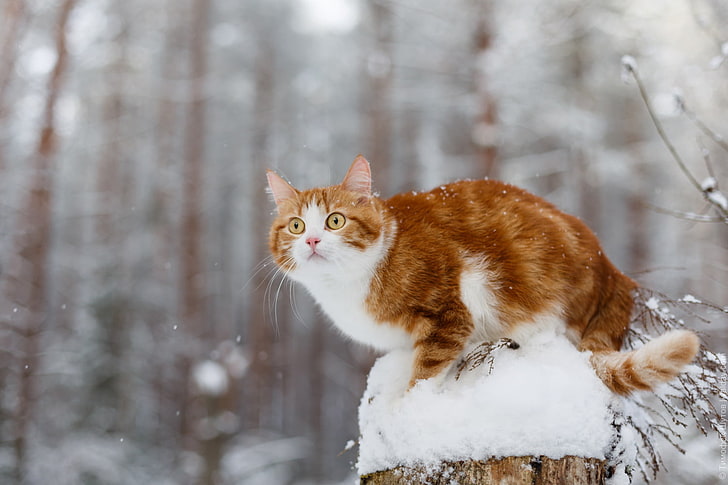 brown and white tabby cat, winter, snow, animals, pets, mammal, HD wallpaper