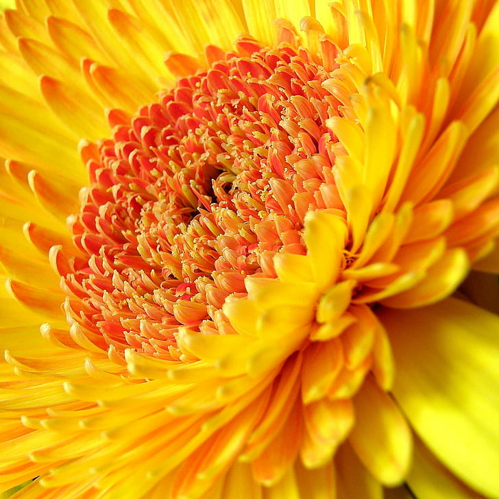 yellow flower, sang, et, fleur, petals, jaune, colorful, macro, HD wallpaper