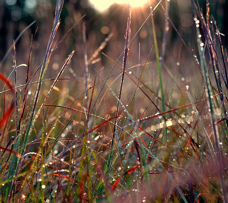 grass, growth, plant, nature, no people, land, field, close-up