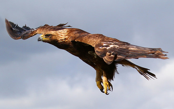 brown hawk animal, eagle, flying, sky, predator, bird, bird of Prey