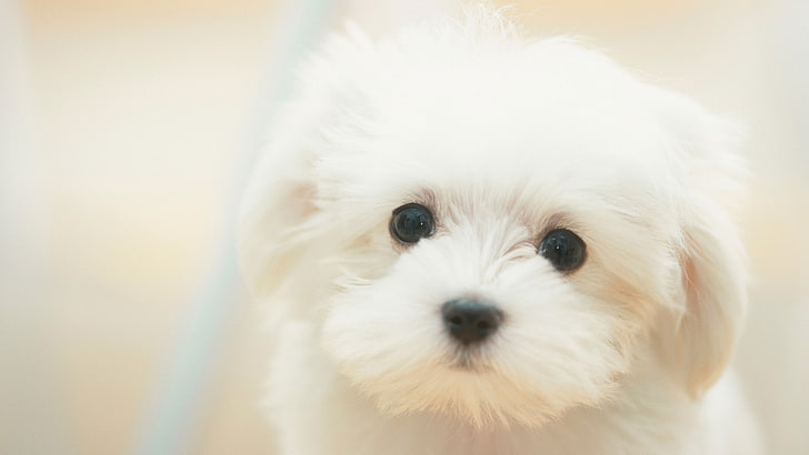 white Maltese puppy, look, macro, each, dog, pets, animal, purebred Dog, HD wallpaper