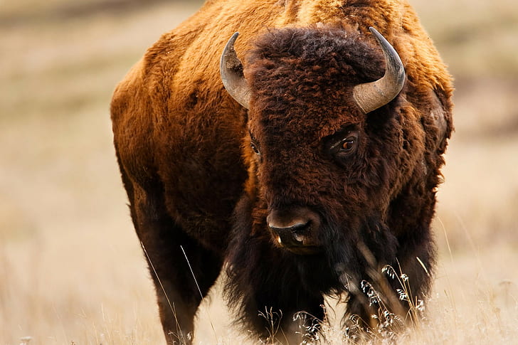 HD wallpaper: bison, American Buffalo | Wallpaper Flare