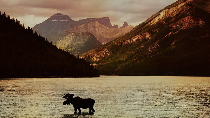 landscape, nature, animals, moose, lake, mountains, trees