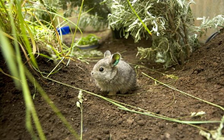 Rare Colombian Pygmy Rabbit, Rodents, Animals, Pygme, one animal
