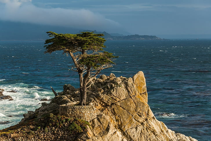 Lone cypress, Monterey peninsula, California, Pacific, Tree, HD wallpaper