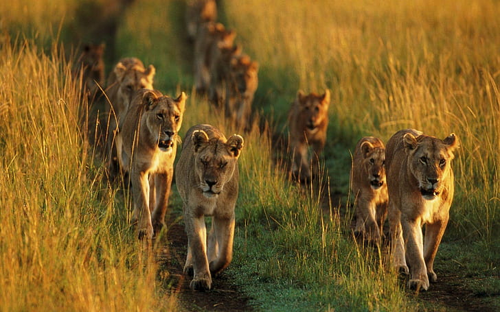 Pride Of Lions, animals, africa, HD wallpaper