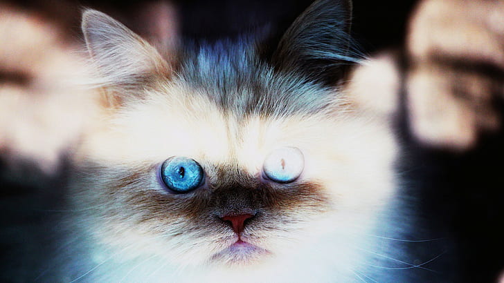 animals, cat, cyan, closeup, bright, blue eyes, pet, HD wallpaper