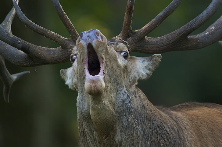 animals, nature, deer, open mouth, antlers, depth of field, HD wallpaper