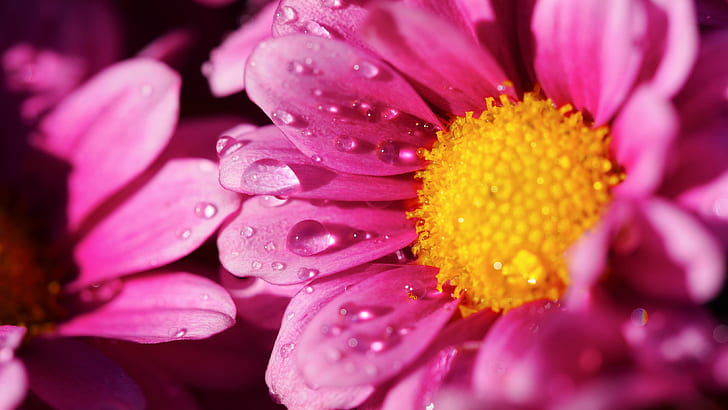 closed up photography of water dew on pink petal flower, nature, HD wallpaper