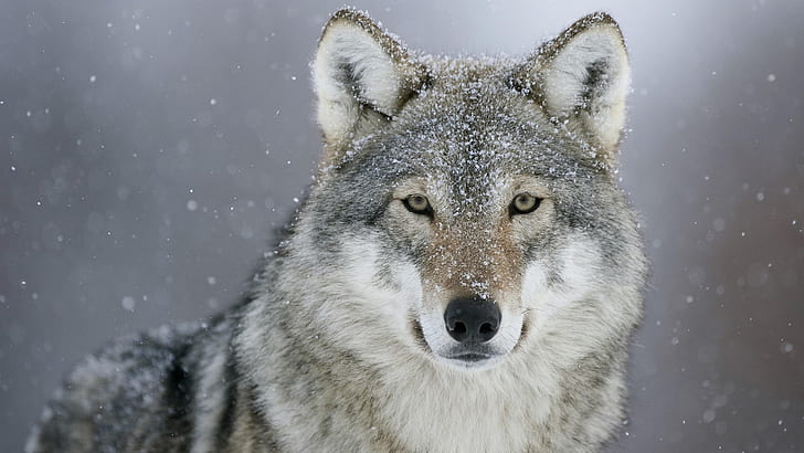 animals, photography, wolf, looking at viewer, snowing, wildlife, HD wallpaper