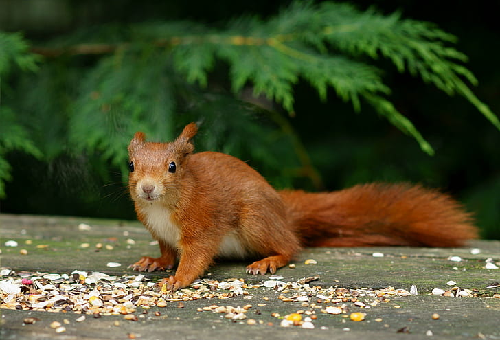 red squirrel on brown wooden surface, British  Wildlife  Centre, HD wallpaper