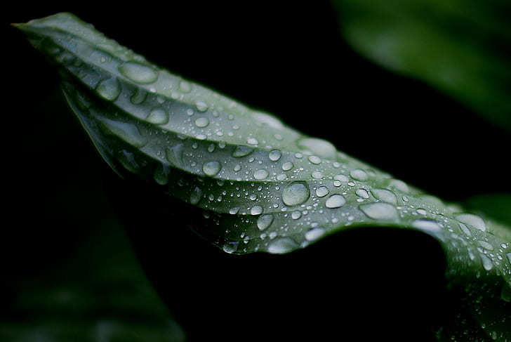 water droplets on green leaves, Rain!  water, goutte, eau, leafs, HD wallpaper