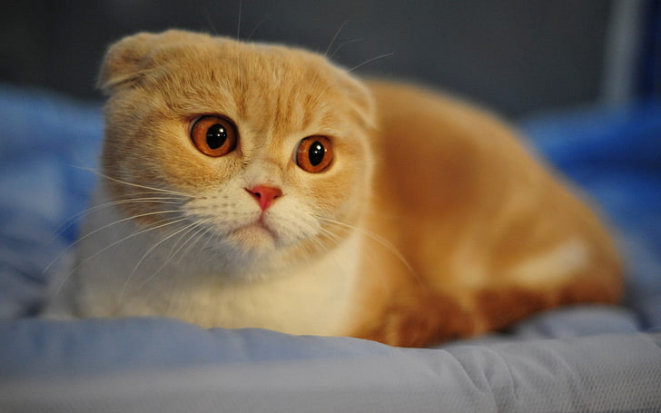 orange cat, scottish fold, breed, macro, face, nose, eyes, ears, HD wallpaper