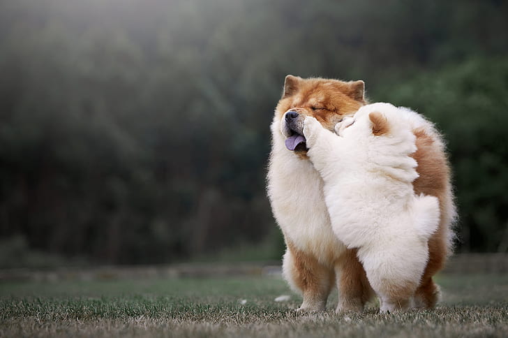 Dogs, Chow Chow, Baby Animal, Pet, HD wallpaper