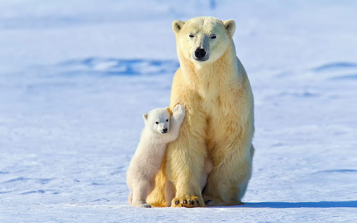 White polar bears, bear mother with cubs, winter, snow, HD wallpaper