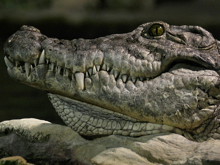 alligators, reptiles, HD wallpaper