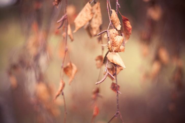 dried leaves, nature, branch, fall, macro, depth of field, plant, HD wallpaper