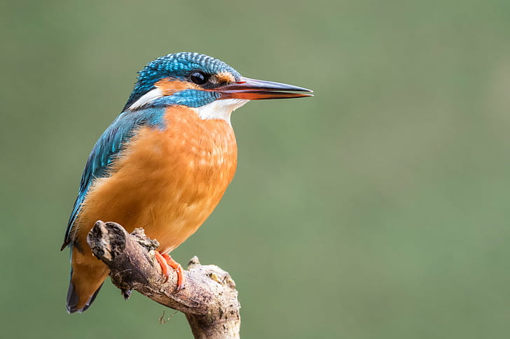 focus photography of River kingfisher, Common Kingfisher, Eisvogel, HD wallpaper