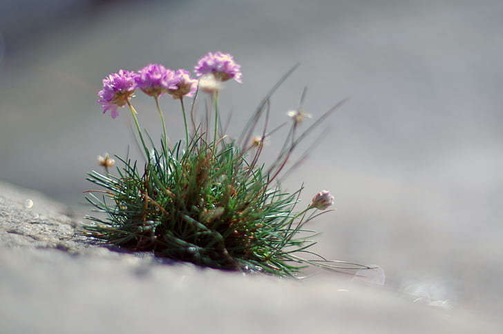 macro photography of purple flowers, bokeh, dof, depth of field, HD wallpaper