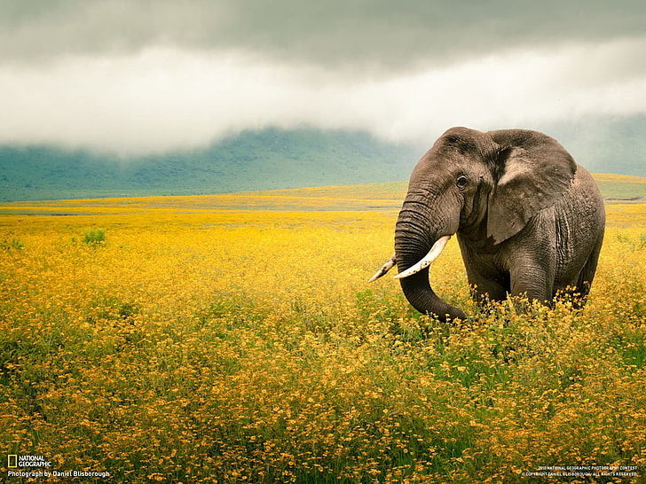 elephant, animals, animal themes, animals in the wild, animal wildlife, HD wallpaper