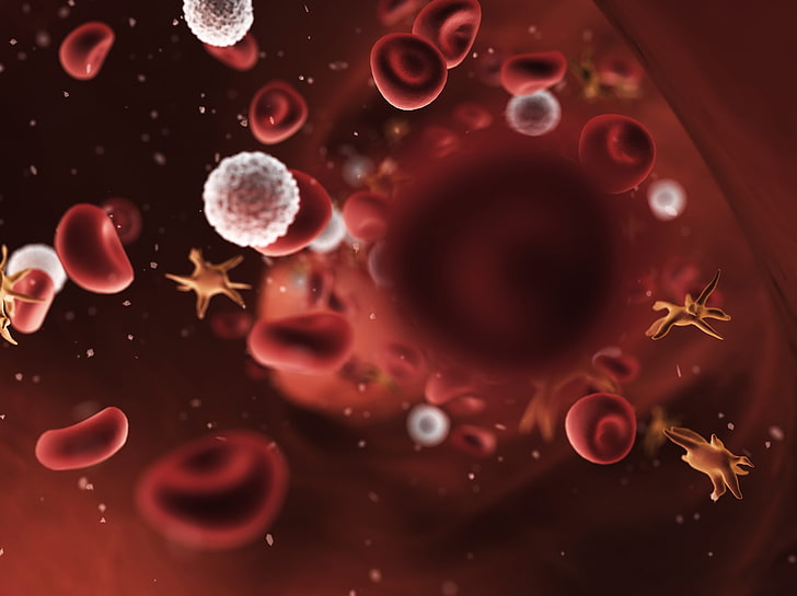 blood cell digital wallpaper, bacteria, vessel, artery, science