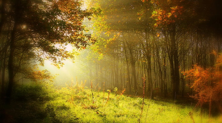 HD wallpaper: Earth, Sunbeam, Fall, Forest, Grass, Nature, Sunshine, Tree |  Wallpaper Flare