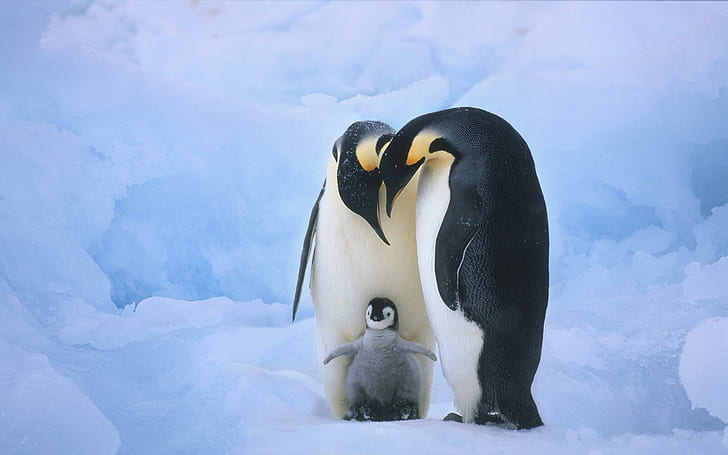 Pequenos Pinguins, vida, gelo, frio, natureza, animals, HD wallpaper