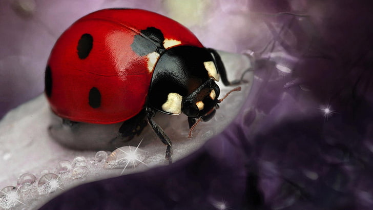 red and black bowling ball, ladybugs, close-up, no people, invertebrate