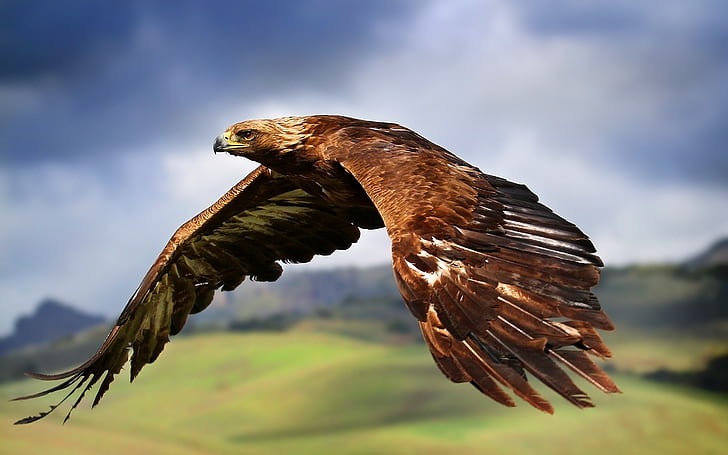 animals, birds, eagle, HD wallpaper