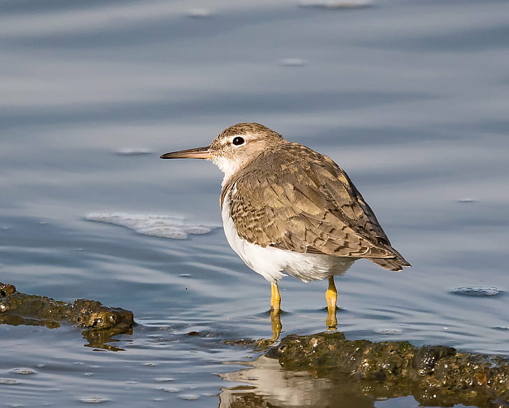 white and brown bird on water, spotted sandpiper, spotted sandpiper