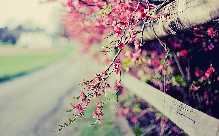 pink petaled flowers, depth of field, fence, pink flowers, plant