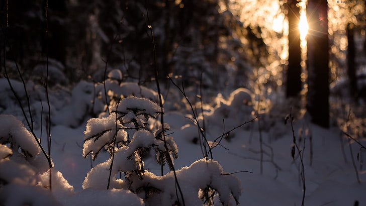 bare trees, sunlight, nature, snow, winter, bokeh, lens flare