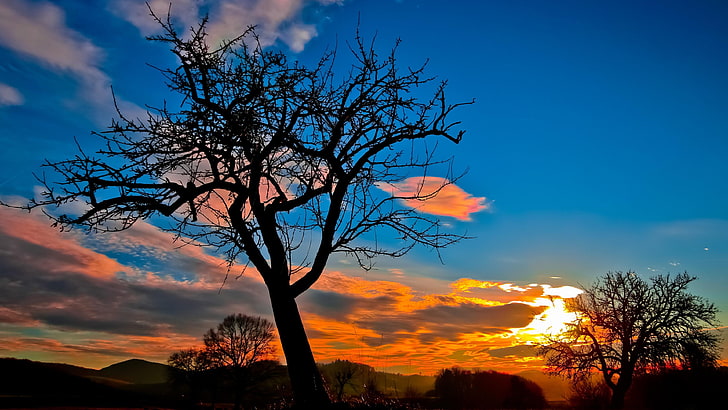 sun, set, trees, sky, sunset, lone tree, bald tree