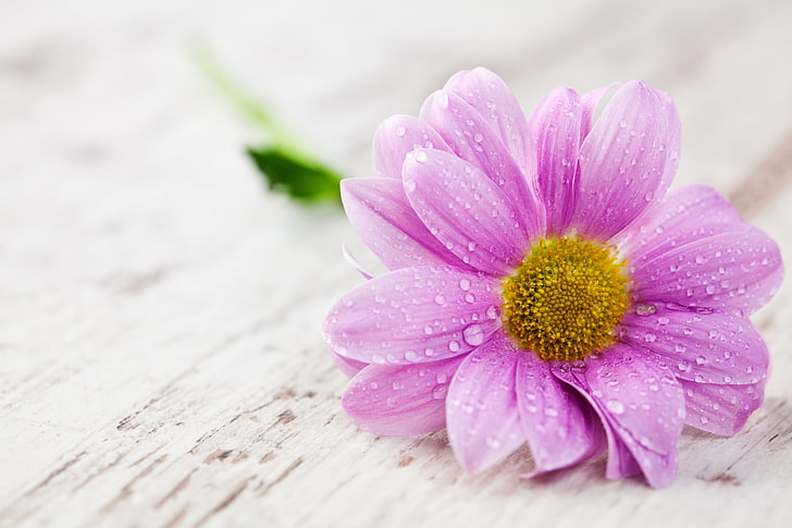 purple Gerbera flower, water, petals, drops, table, nature, daisy, HD wallpaper