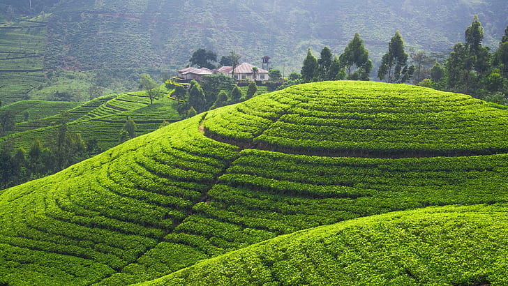 landscape, hills, field, terraced field, Sri Lanka