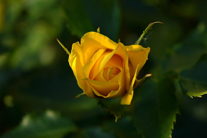 yellow rose, blurred, yellow flowers, flowering plant, beauty in nature, HD wallpaper