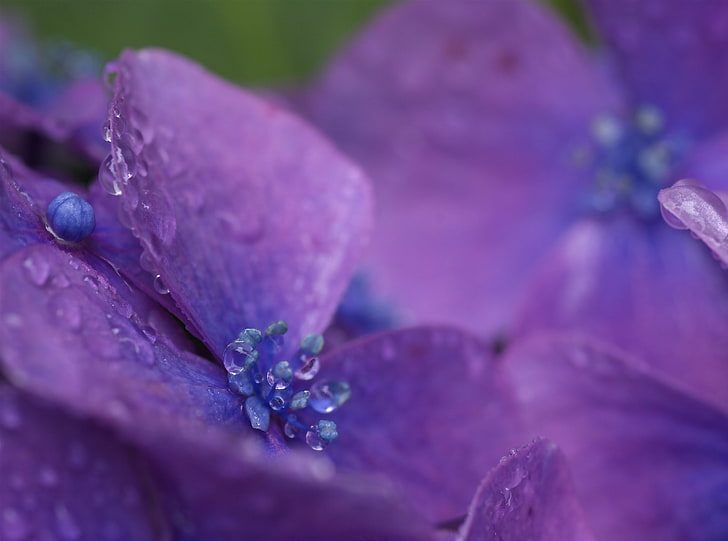 Free stock photo of purple chicory flower closeup