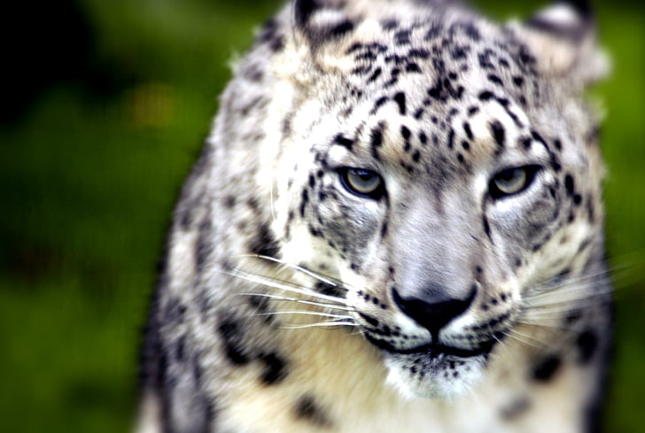 Staring At You, cats, big cats, animals, felines, snow leopard, HD wallpaper