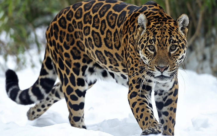 HD wallpaper: Jaguar Beautiful Eyes, brown and black leopard, Animals, snow  | Wallpaper Flare