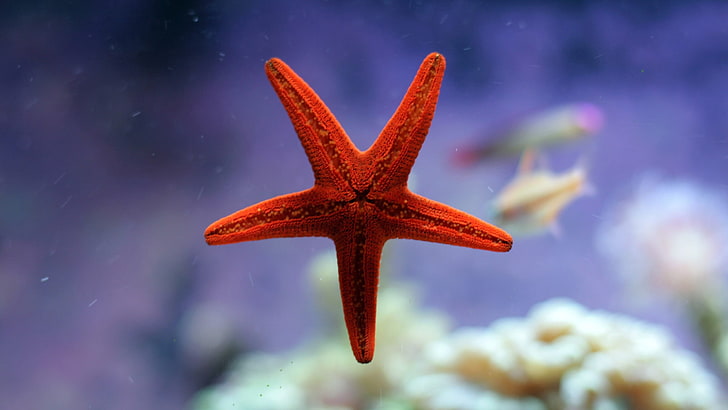 red starfish, nature, water, underwater, coral, depth of field, HD wallpaper