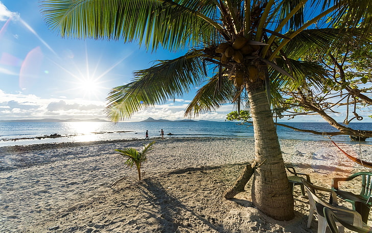 coconut tree, nature, landscape, palm trees, beach, sand, sea, HD wallpaper