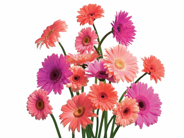 Gerbera Daisy Cluster, pink and purple daisies