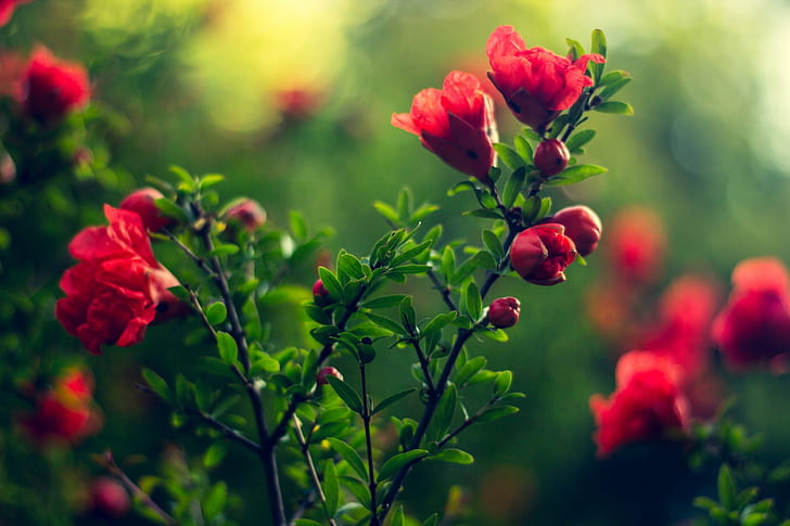 colorful, flowers, plants, green, blurred, nature, HD wallpaper