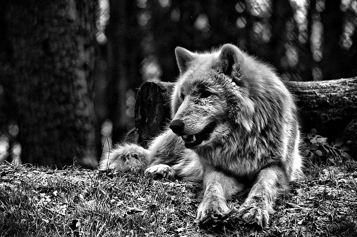 greyscale photo of wolf, forest, monochrome, animals, mammal